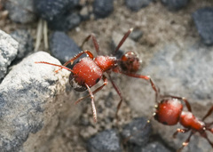 Pogonomyrmex salinus