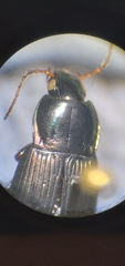 Poecilus lucublandus