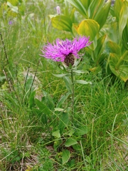 Centaurea nervosa