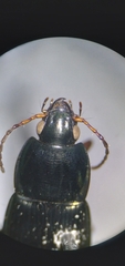 Poecilus lucublandus