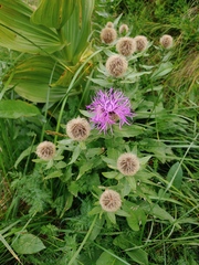 Centaurea nervosa