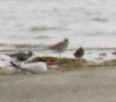 Calidris alpina