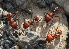 Pogonomyrmex salinus