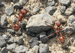 Pogonomyrmex salinus