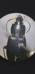 Poecilus lucublandus