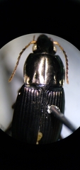 Poecilus lucublandus