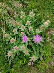 Centaurea nervosa