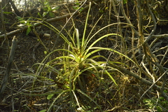 Tillandsia exserta