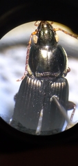 Poecilus lucublandus