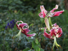 Lilium speciosum