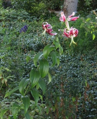 Lilium speciosum