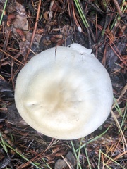Agaricus didymus