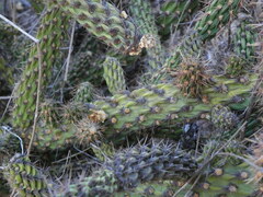 Cylindropuntia californica californica