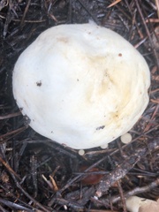 Agaricus didymus