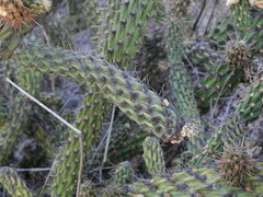 Cylindropuntia californica californica