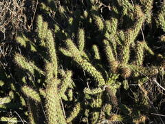 Cylindropuntia californica californica