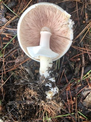 Agaricus didymus