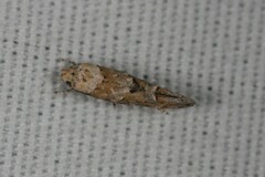 Mompha stellella