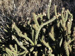 Cylindropuntia californica californica