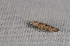 Mompha stellella