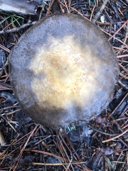 Agaricus didymus