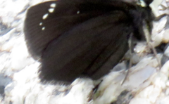 Pholisora