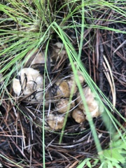 Lyophyllum shimeji