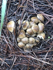Lyophyllum shimeji