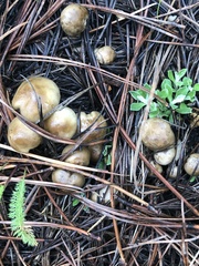 Lyophyllum shimeji