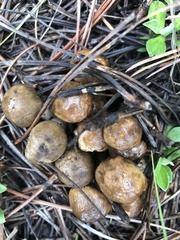 Lyophyllum shimeji