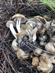 Lyophyllum shimeji