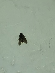Drosophila repleta