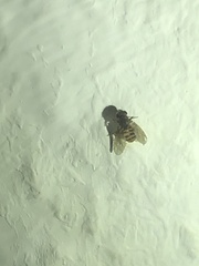 Drosophila repleta
