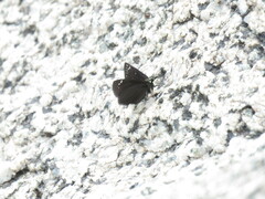 Pholisora