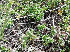 Miramella carinthiaca