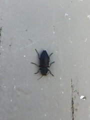 Melanophila acuminata