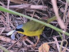 Geothlypis aequinoctialis