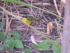 Geothlypis aequinoctialis