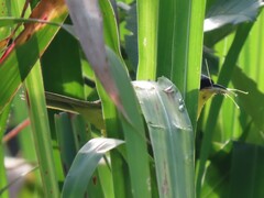 Geothlypis aequinoctialis