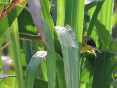 Geothlypis aequinoctialis