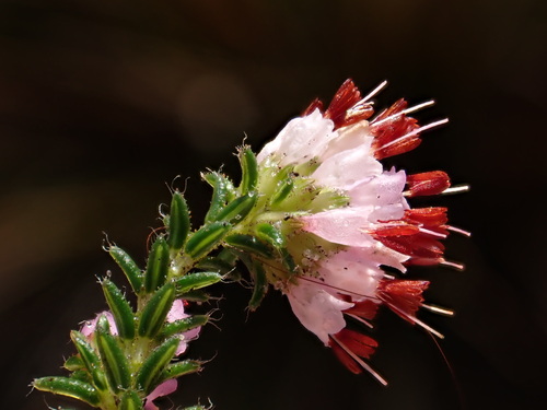 Image of Smooth Heath (Erica glabella) by (c) Ren Hoekstra, some rights reserved (CC BY)