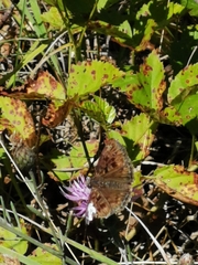 Erynnis martialis