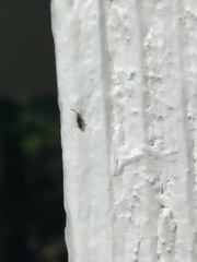 Entomobrya clitellaria