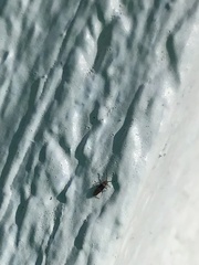 Entomobrya clitellaria