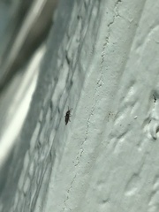 Entomobrya clitellaria