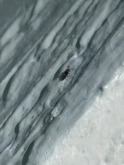Entomobrya clitellaria