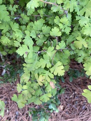 Crataegus marshallii