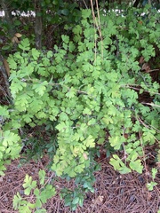 Crataegus marshallii