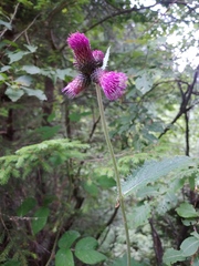 Cirsium waldsteinii