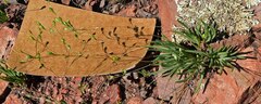Phemeranthus parviflorus